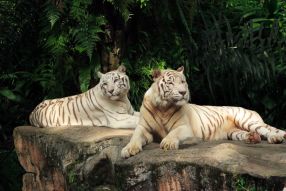 Фотообои Белые тигры