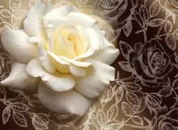 Фотообои 3д Белая роза