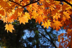 Фотообои Листья клена